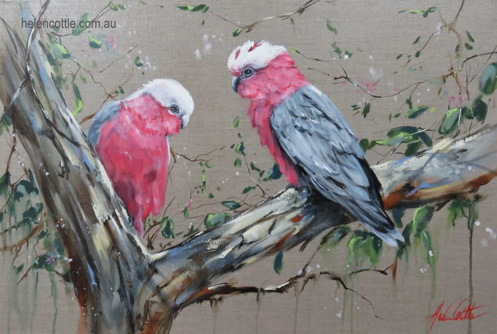 Pink Galah Pair