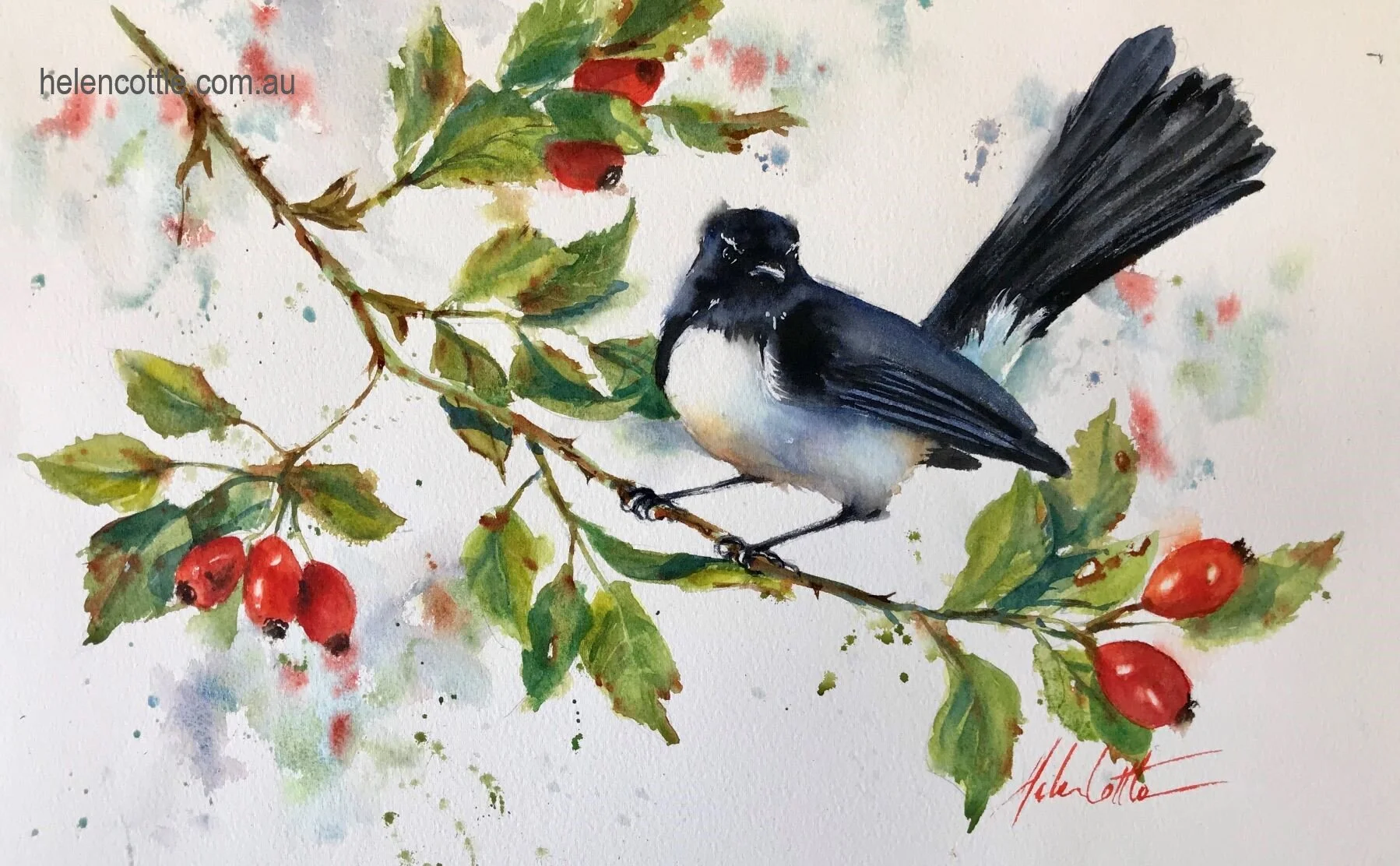 Willy wagtail and Rosehip