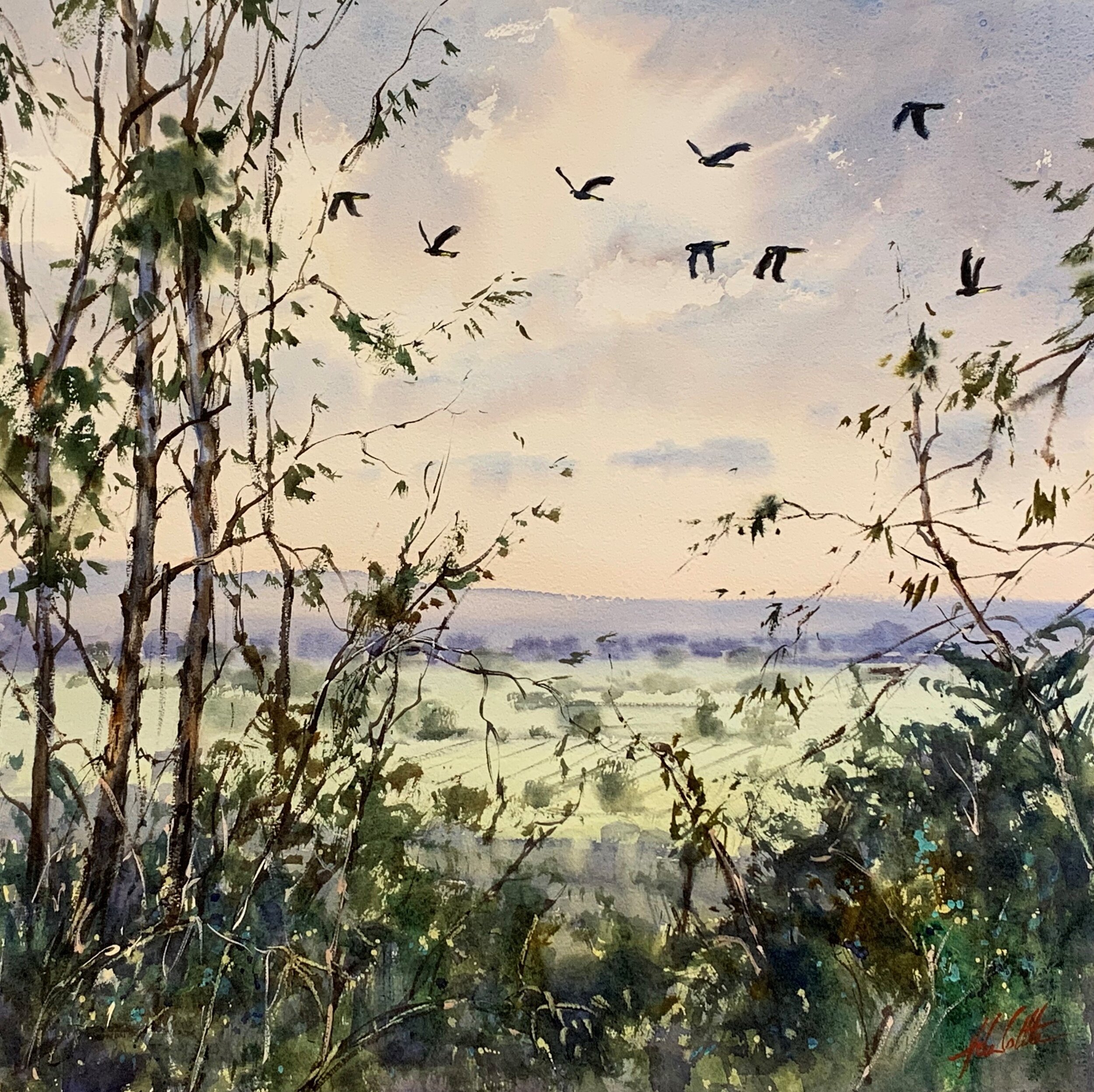 MORNING FLIGHT, YELLOW TAILED BLACK COCKATOO