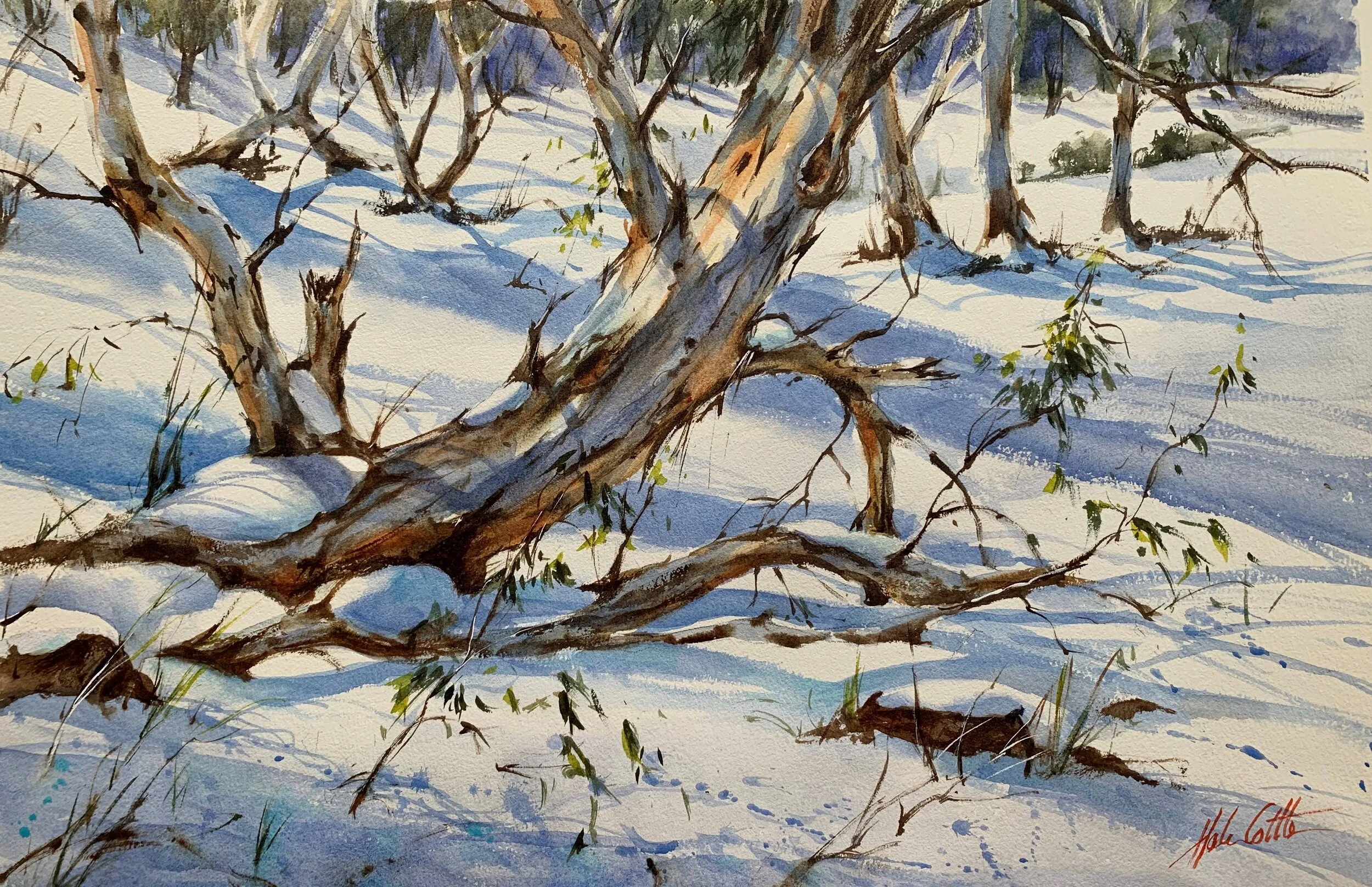 SNOWGUM SHADOWS 2 WATERCOLOUR 35X55CM COPY 2.jpeg