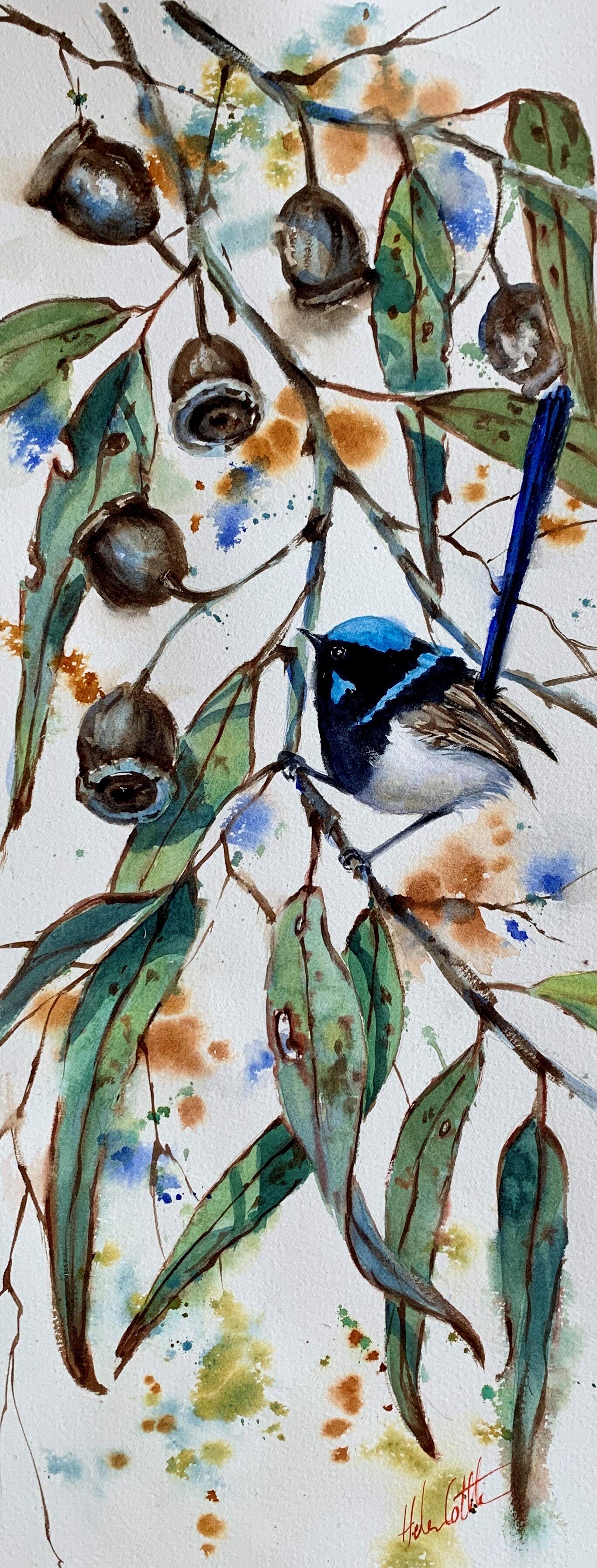 BLUE WREN AND GUM NUTS 