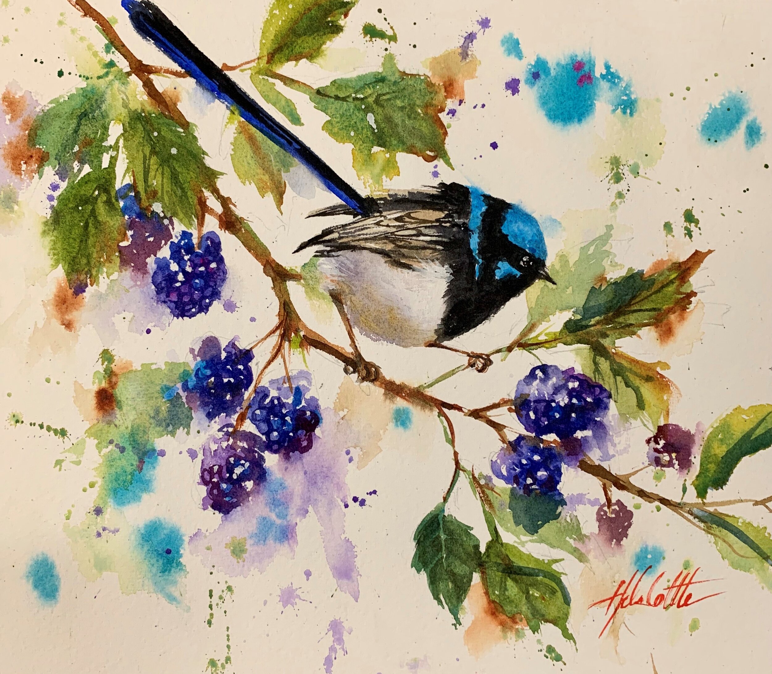 BLUE WREN AND BLACKBERRIES