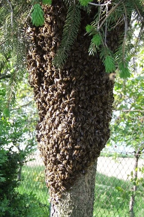 bee+swarm+2.jpg