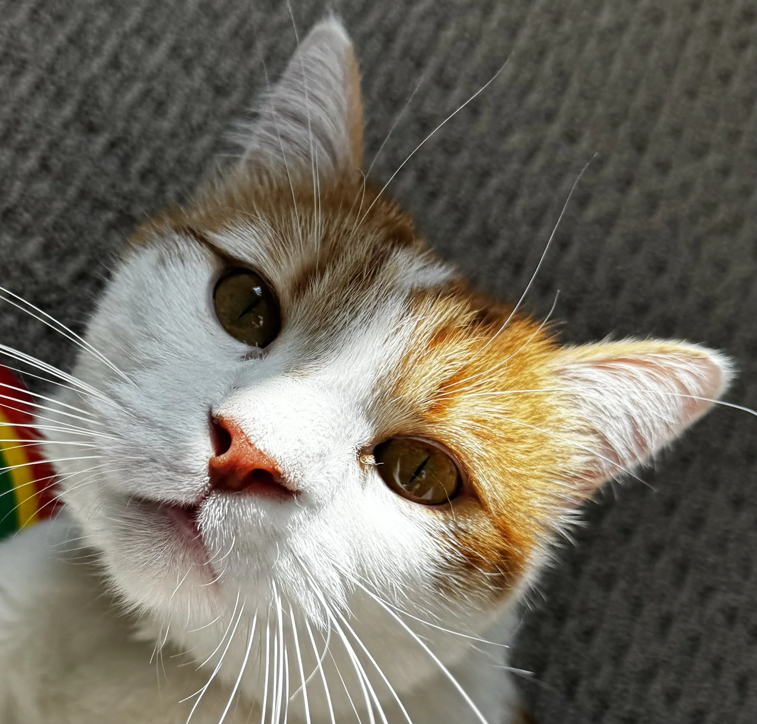 calico_cat.jpg