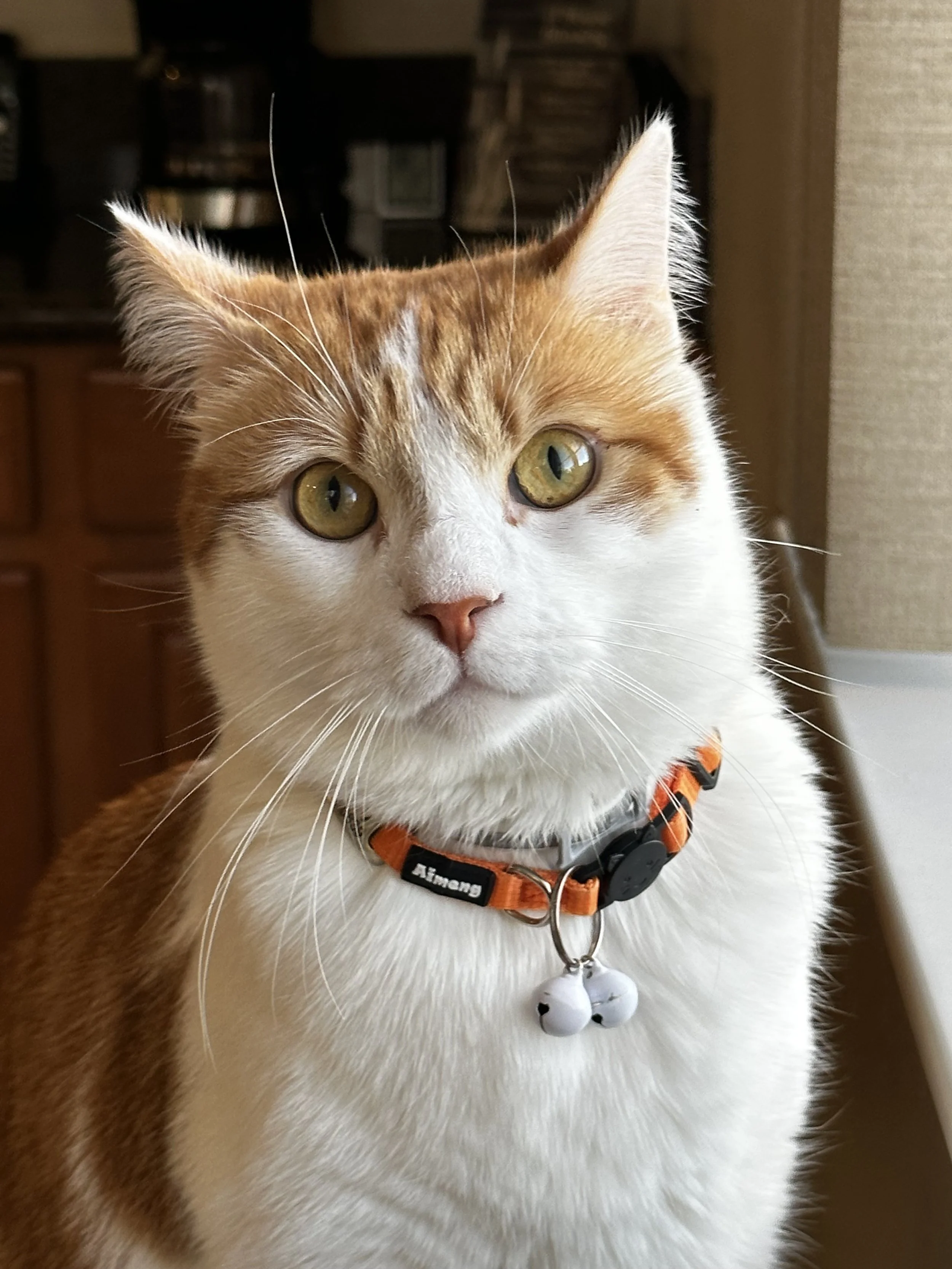 white_orange_cat.jpg