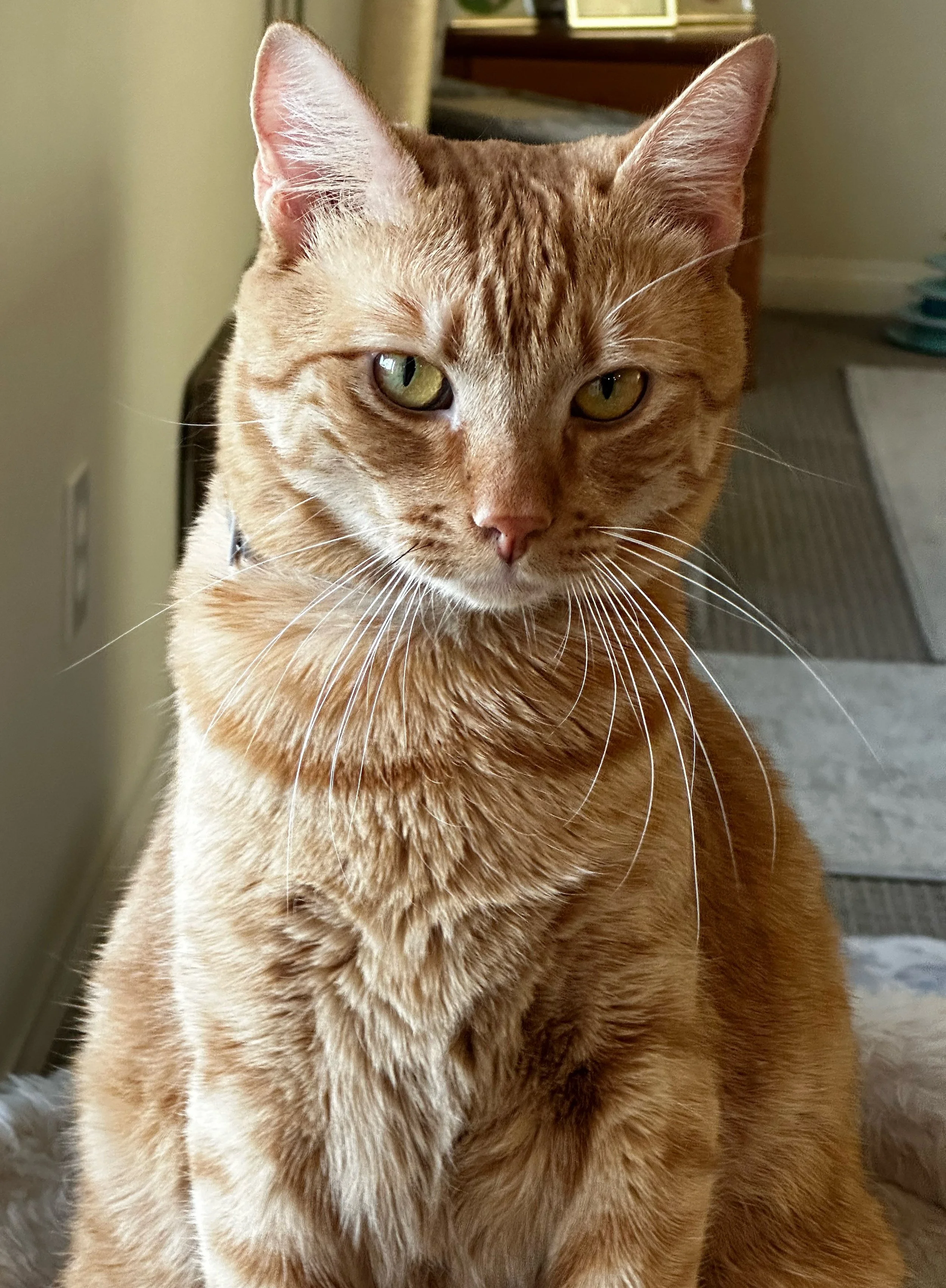 orange_cat.jpg