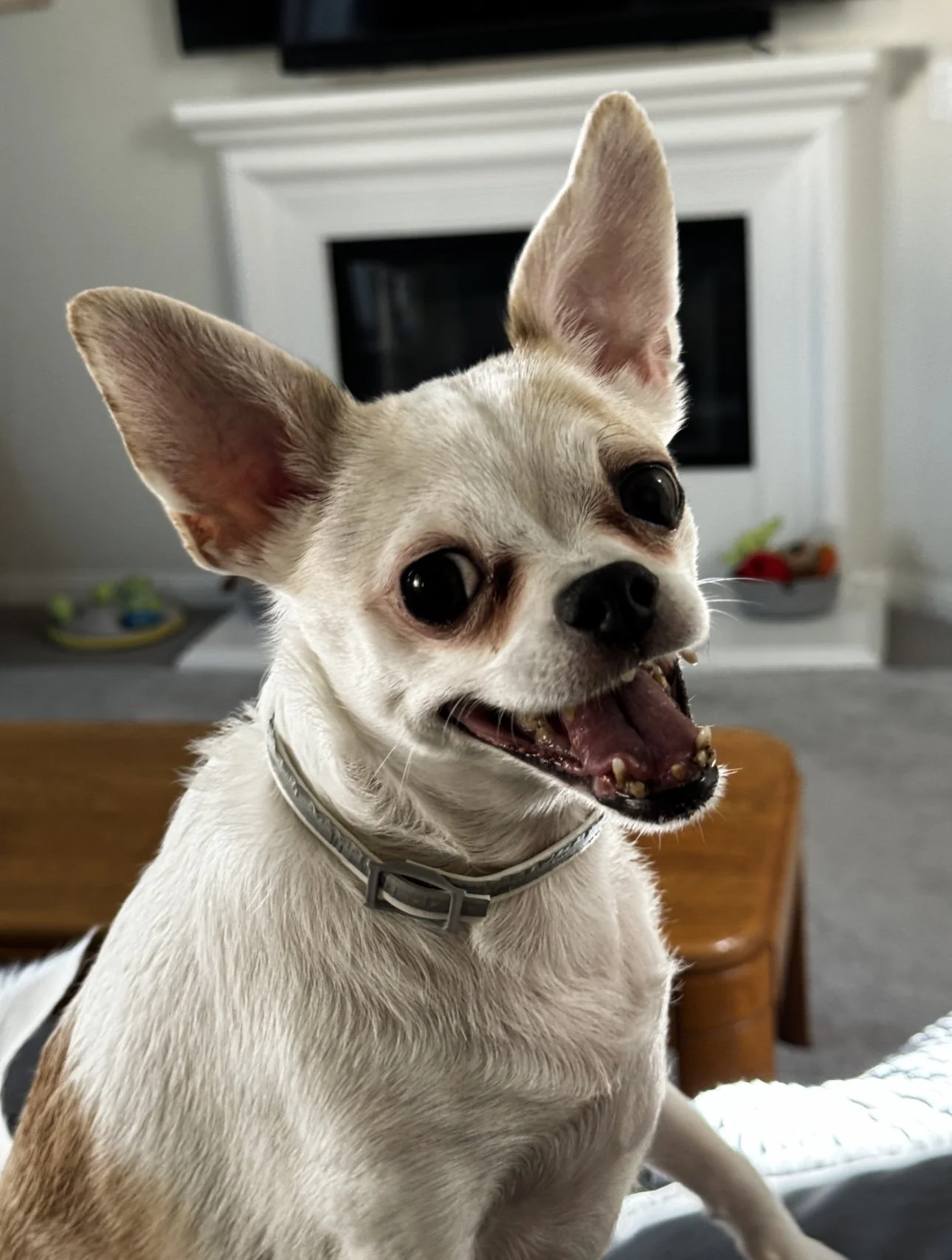 dog.jpg