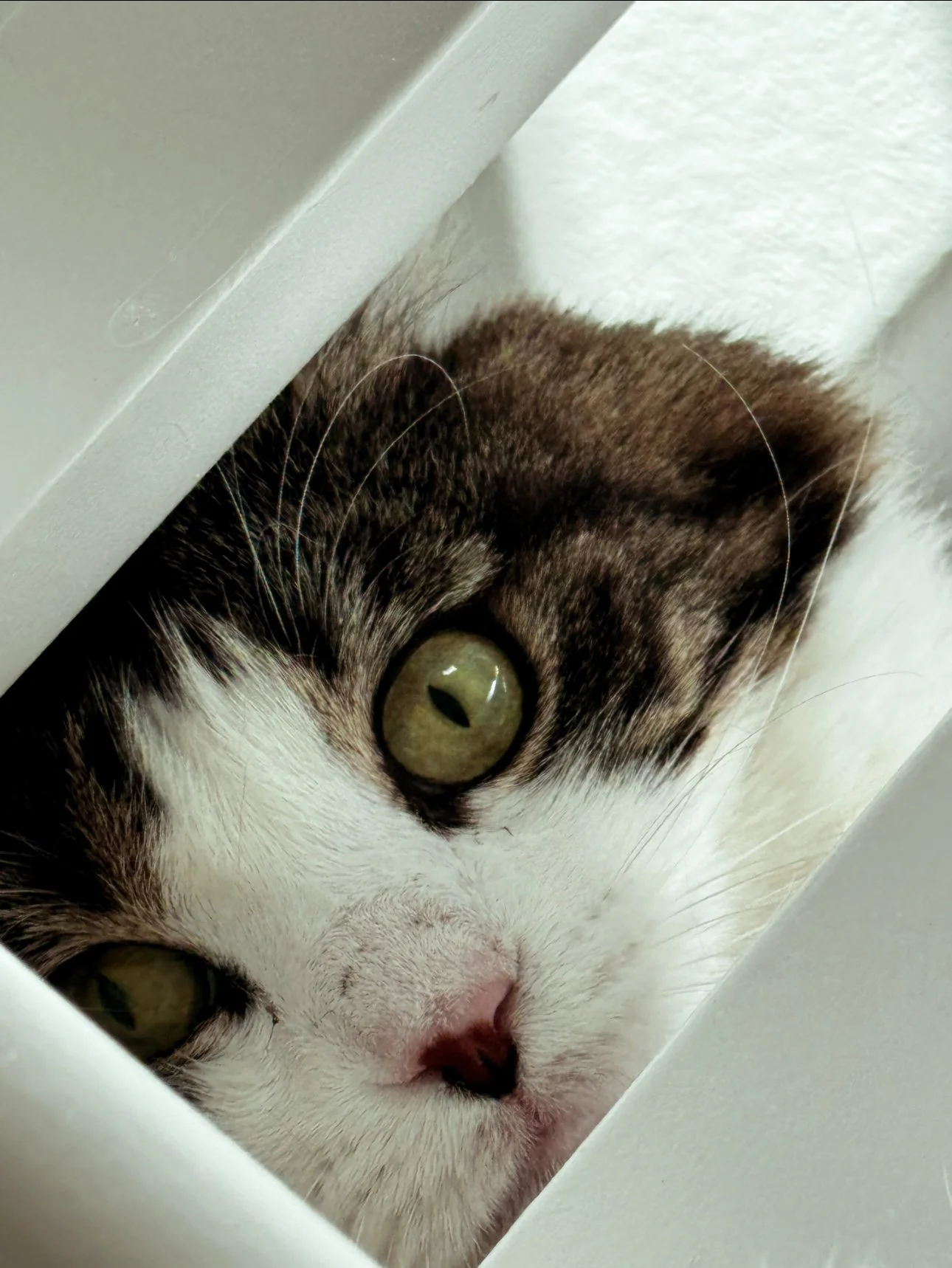 cat_in_box.jpg