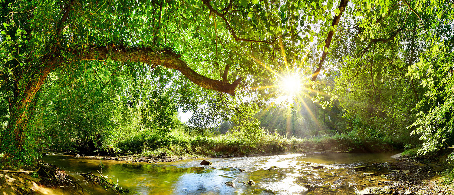 Trees and Water_small.jpg