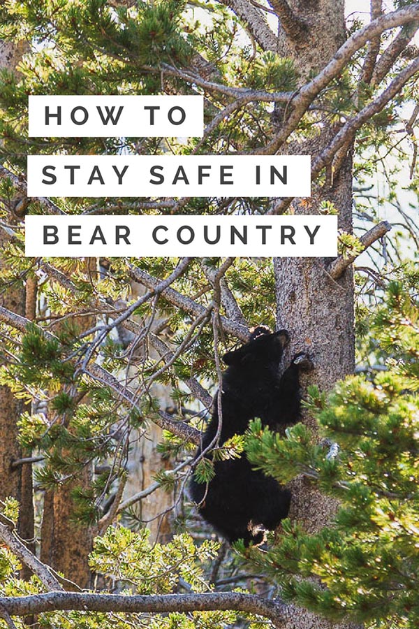 How to Stay Safe in Bear Country