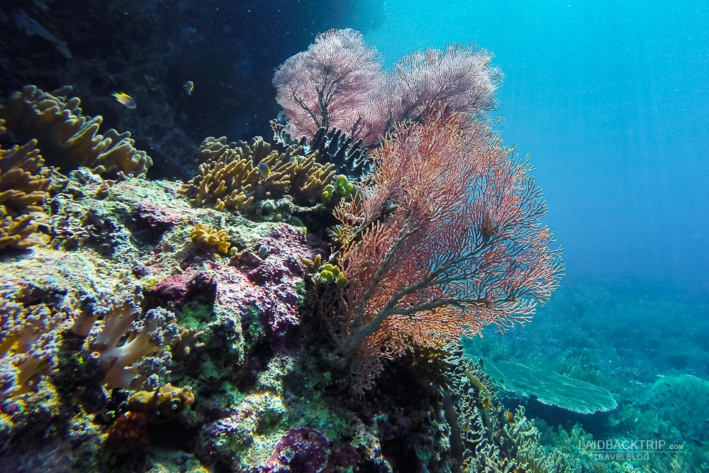 Snorkeling and scuba diving is a must-do activity in Raja Ampat.