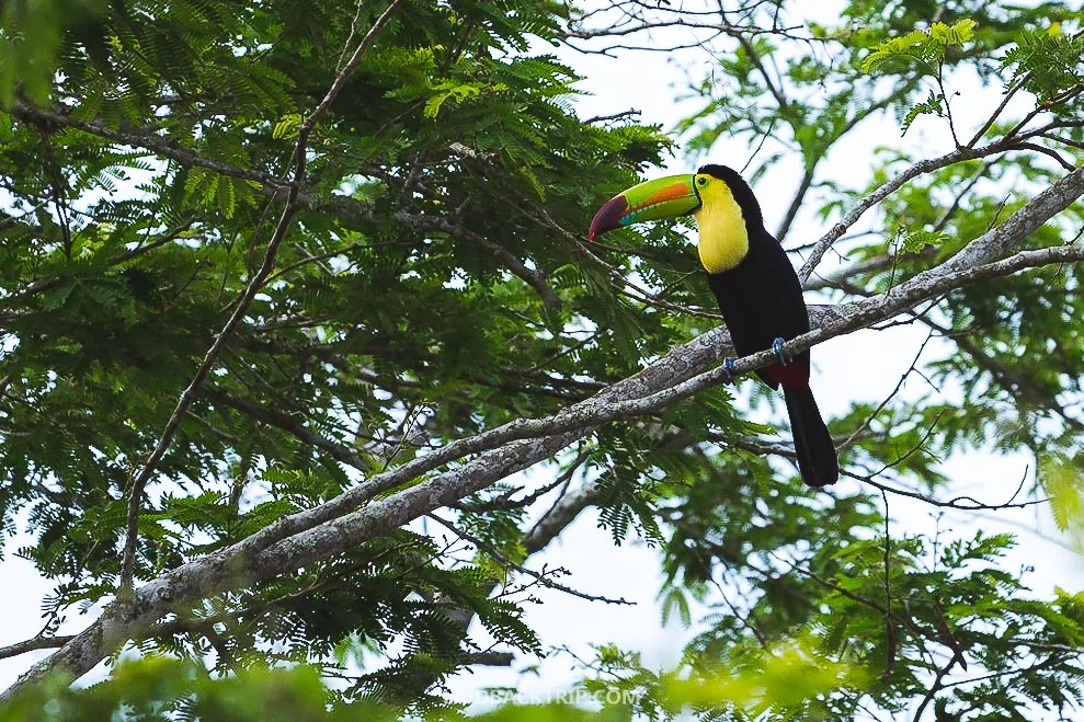 You will see and hear wildlife at Tikal ruins if you arrive early.