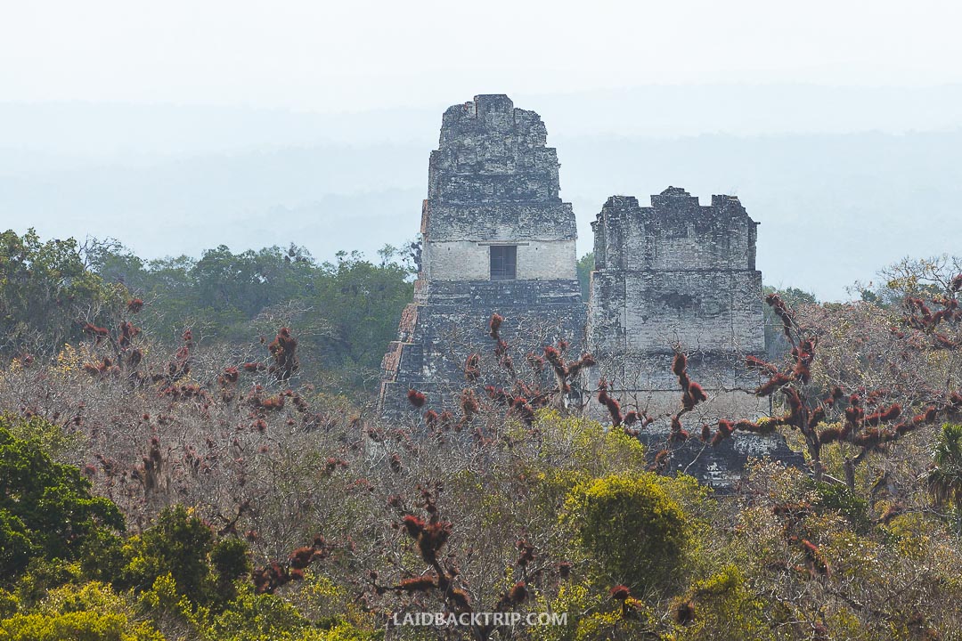 Tikal ruins are an amazing historical site in Guatemala.