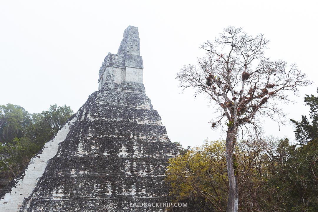 Yo don't need a guide to explore the Tikal ruins.