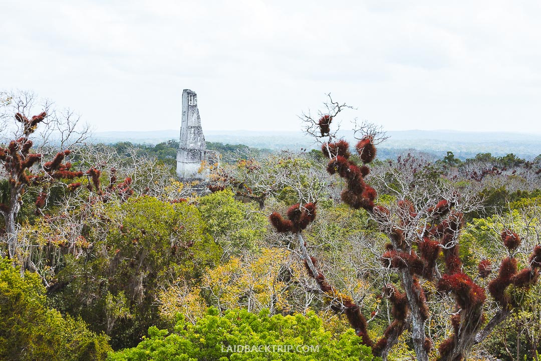 Tikal is one of the most famous Mayan ruins in Central America.