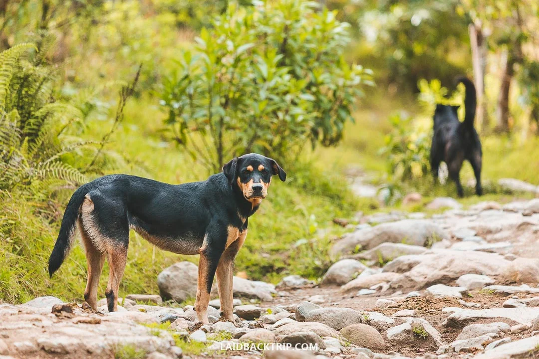 Look out for strayed dogs when hiking.