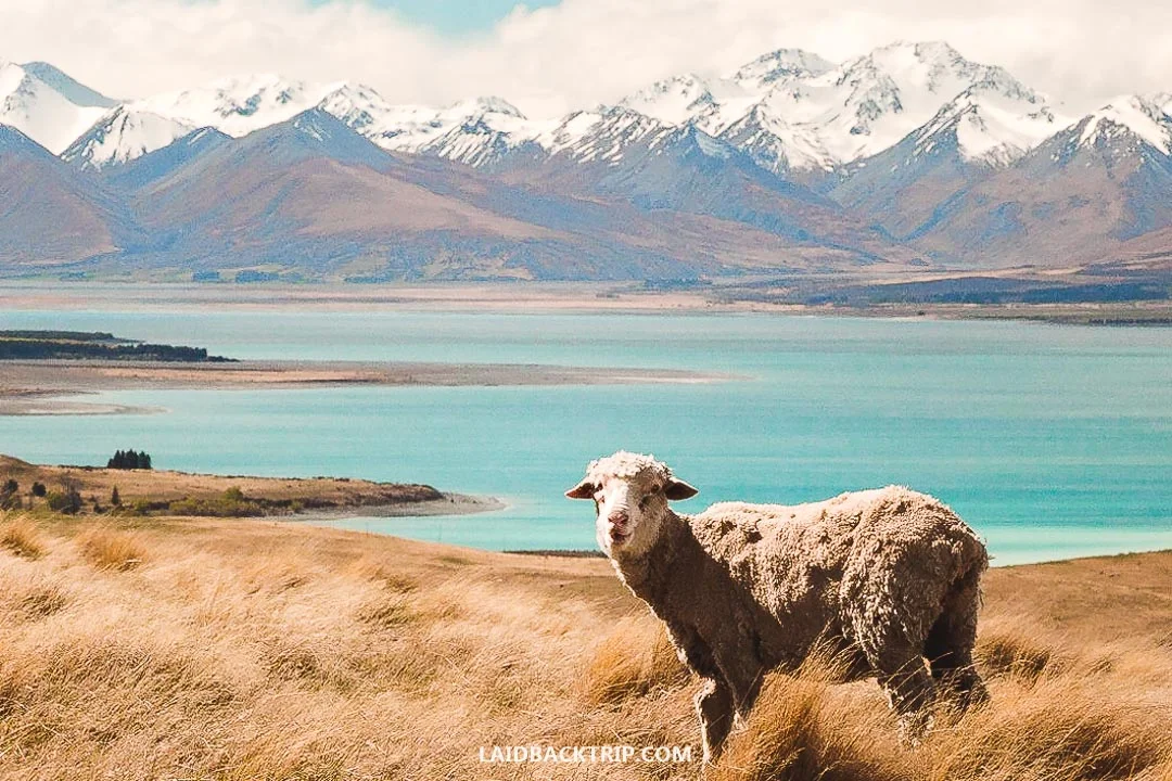 You can take a postcard-like photo on Cowans Hill with sheep herds.