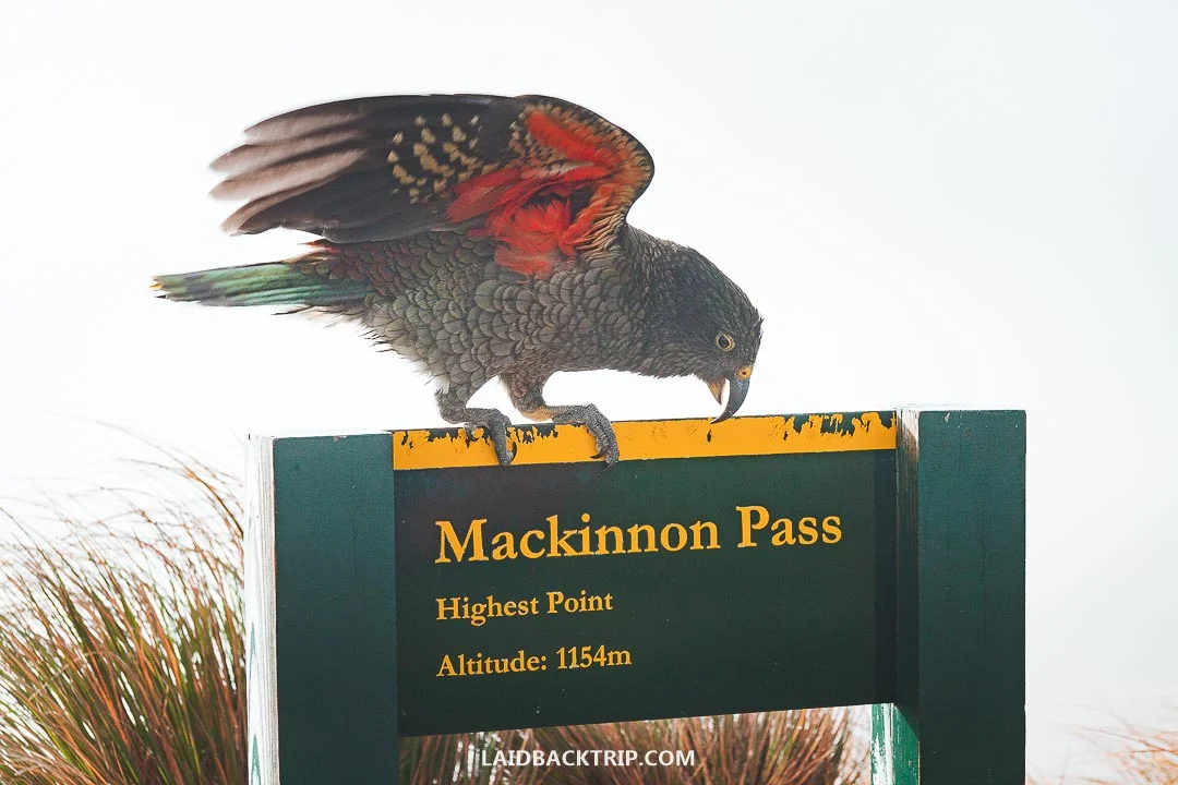 Pack light and bring good water proof jacket for Milford Track.