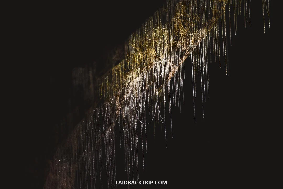 Waitomo Glowworm Cave is one of the most beautiful places in the world.
