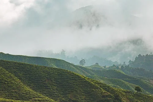 Cameron Highlands:  Travel Guide