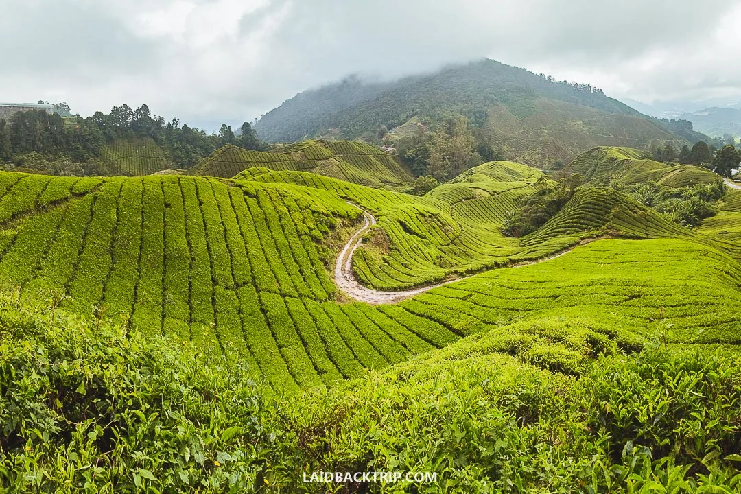 Visit in Cameron Highlands, Malaysia is all about tea, tours, food, and hikes.