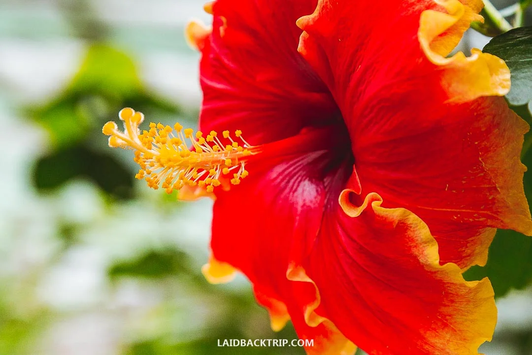 Butterfly or strawberry farm is a must-visit while in Cameron Highlands.