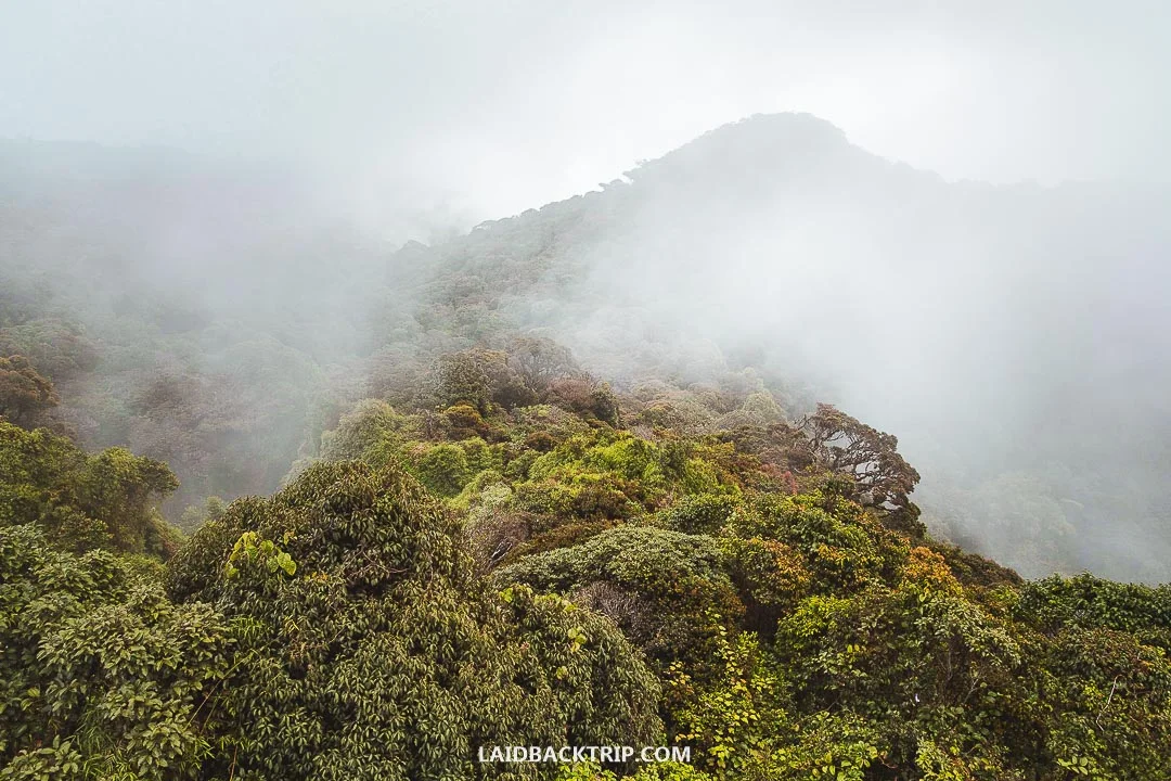 You can join a tour or hire a taxi for a day to get around Cameron Highlands.