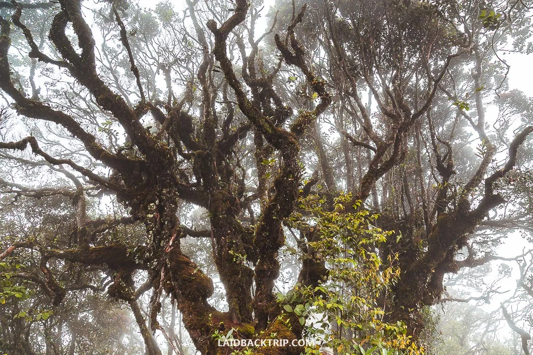 We visited Cameron Highlands in the off-season, and it was cloudy and rained a little bit.