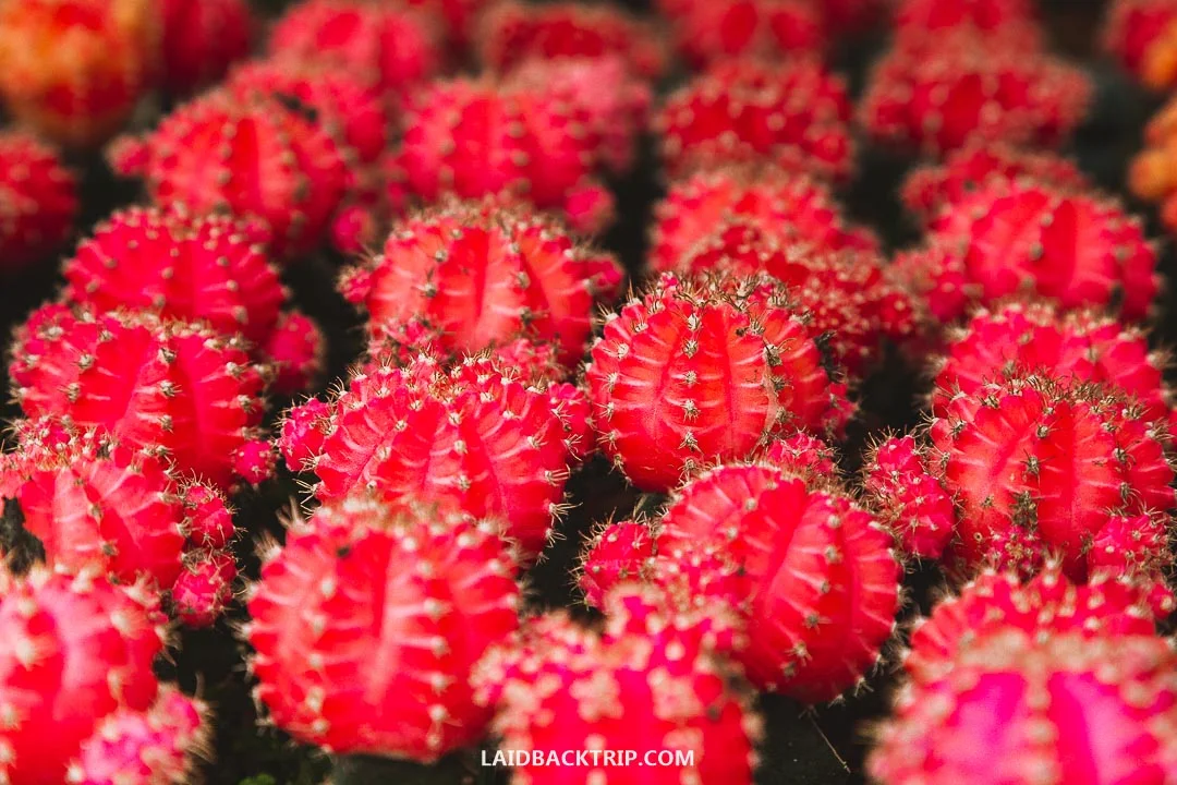 Cameron Highlands is a popular place to visit in Malaysia.
