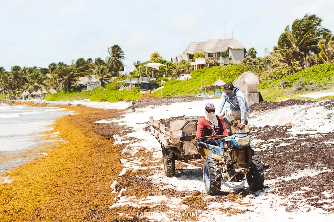 Beaches in Tulum has a seaweed problem on occasions.