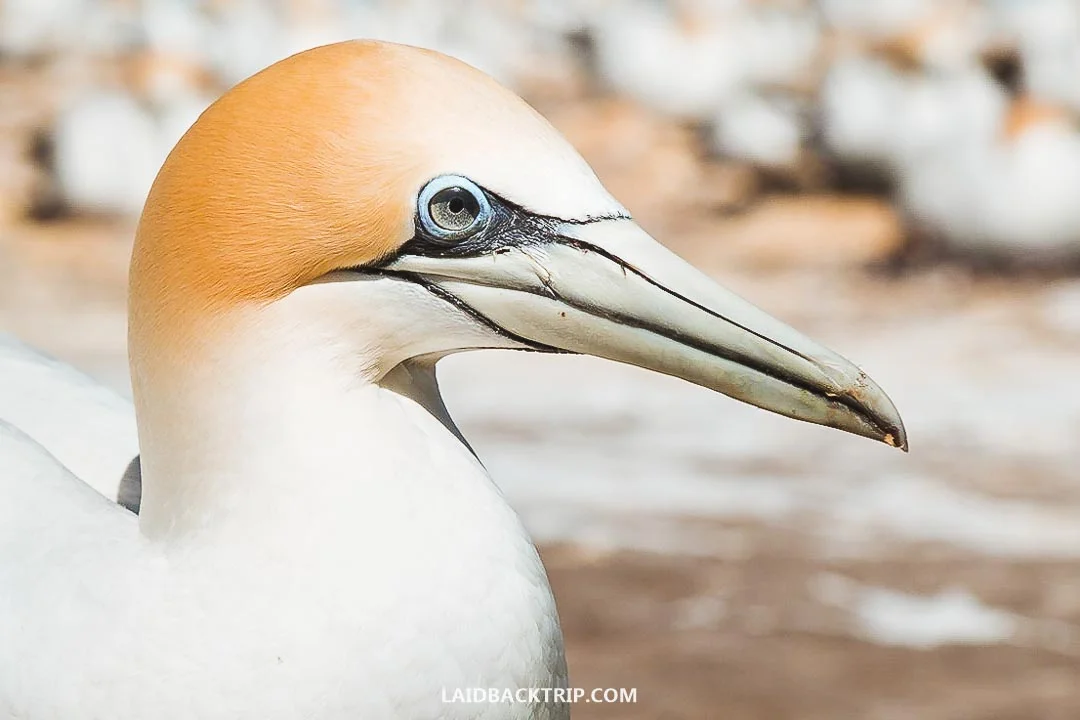 Gannets are extremely cute and photogenic birds.