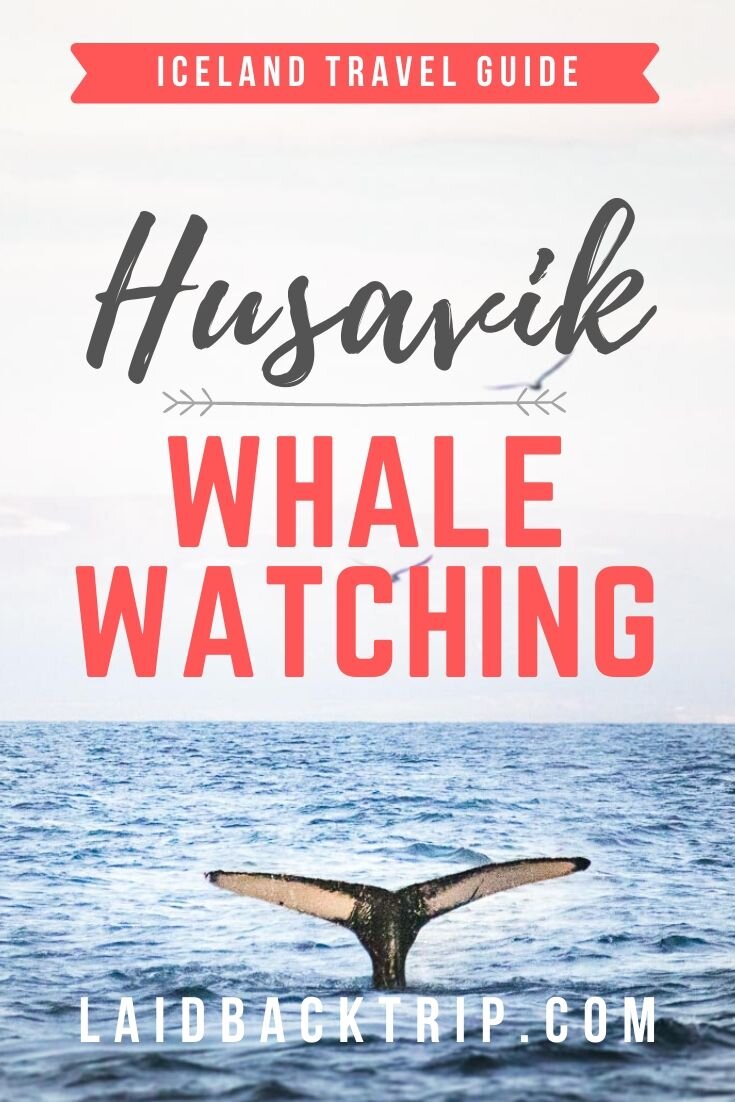 Whale Watching in Husavik, Iceland