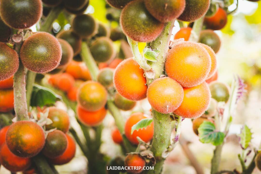 Fruit in Colombia.