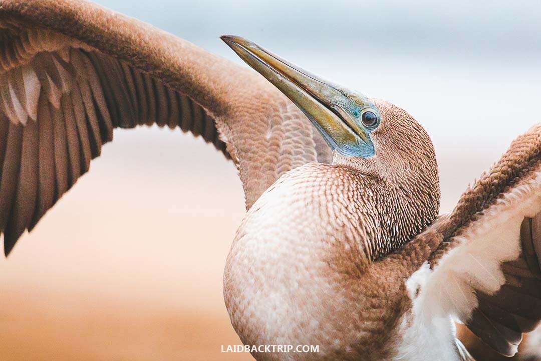 Blue Footed Booby is one of the fascinating birds in Galapagos.