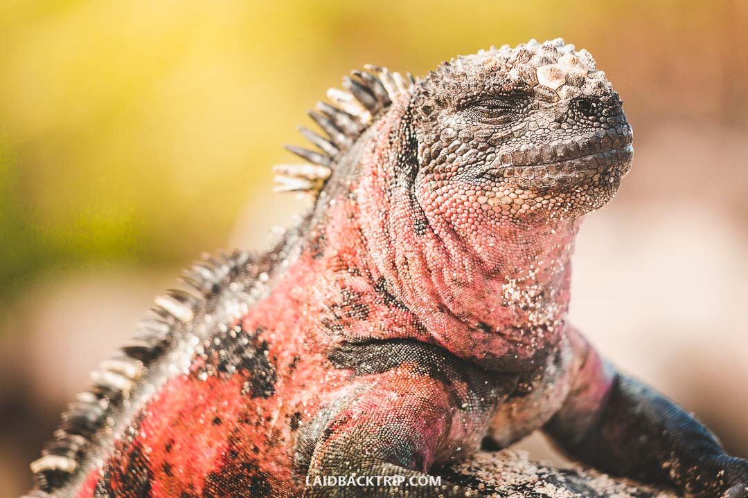 You will see land Iguanas everywhere during the Galapagos tours.