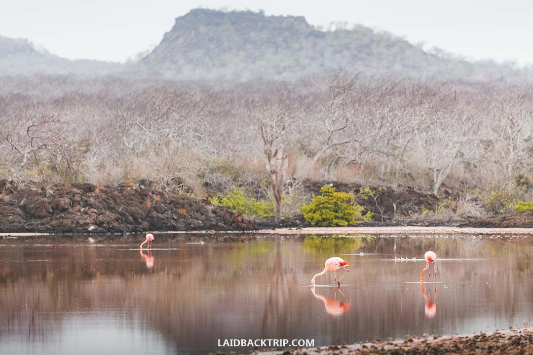 Floreana Island offers great opportunity to see flamingos.