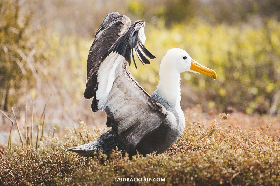 The waved albatross also known as Galapagos albatross
