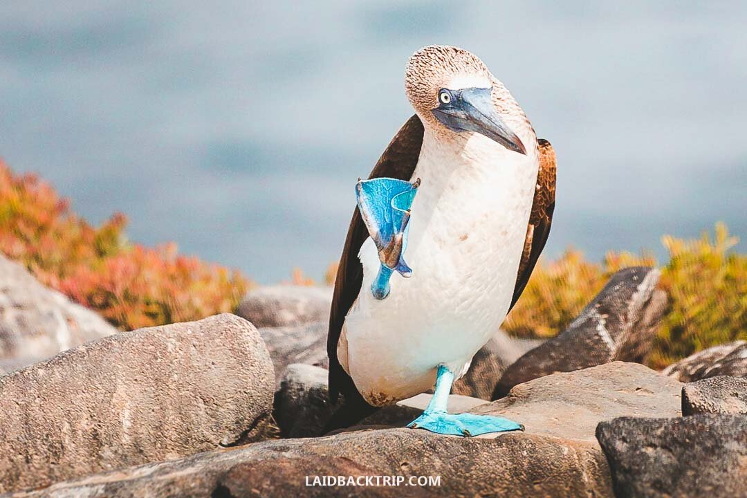 Blue-footed booby