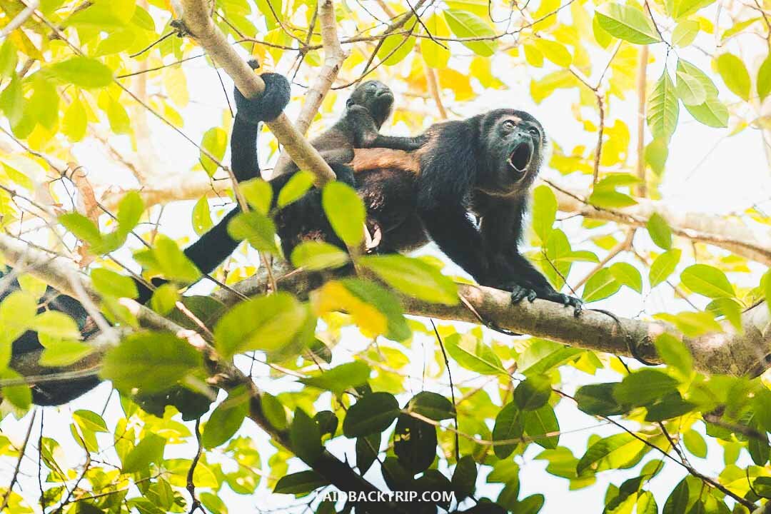 You can see four different types of monkeys in the Manuel Antonio National Park.