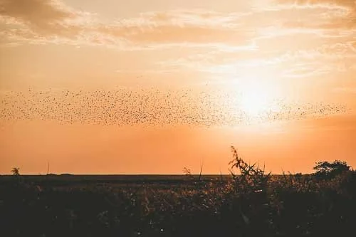 How to See the Black Sun (Sort Sol) in Denmark + Tips