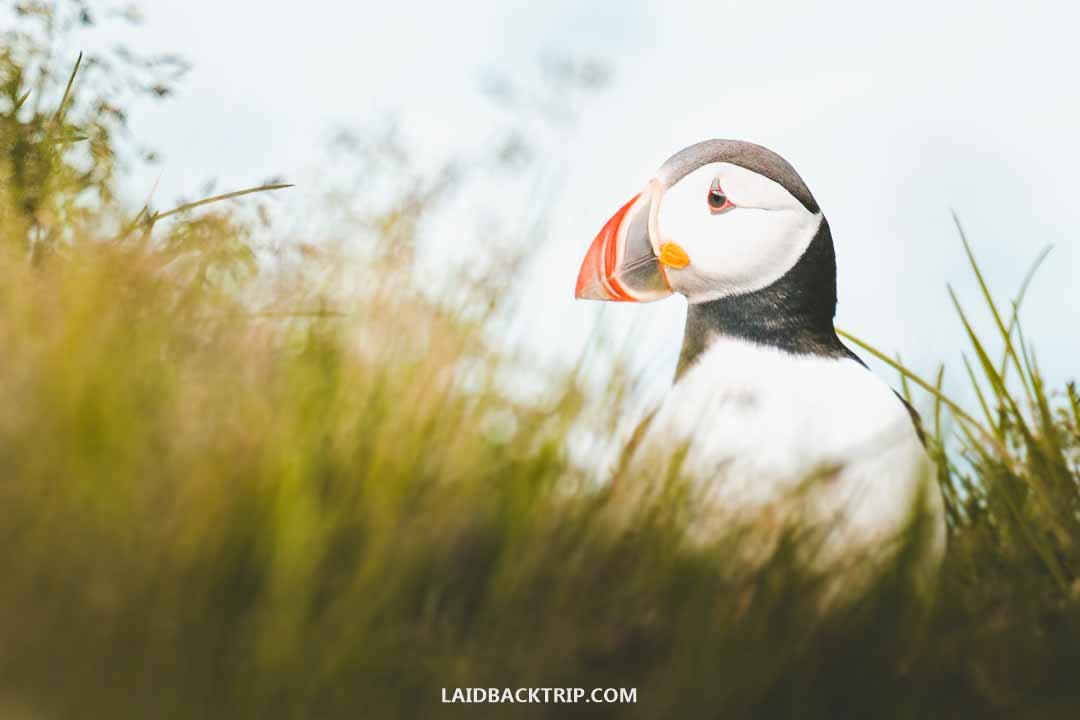 Puffins in Iceland  Borgarfjörður eystri