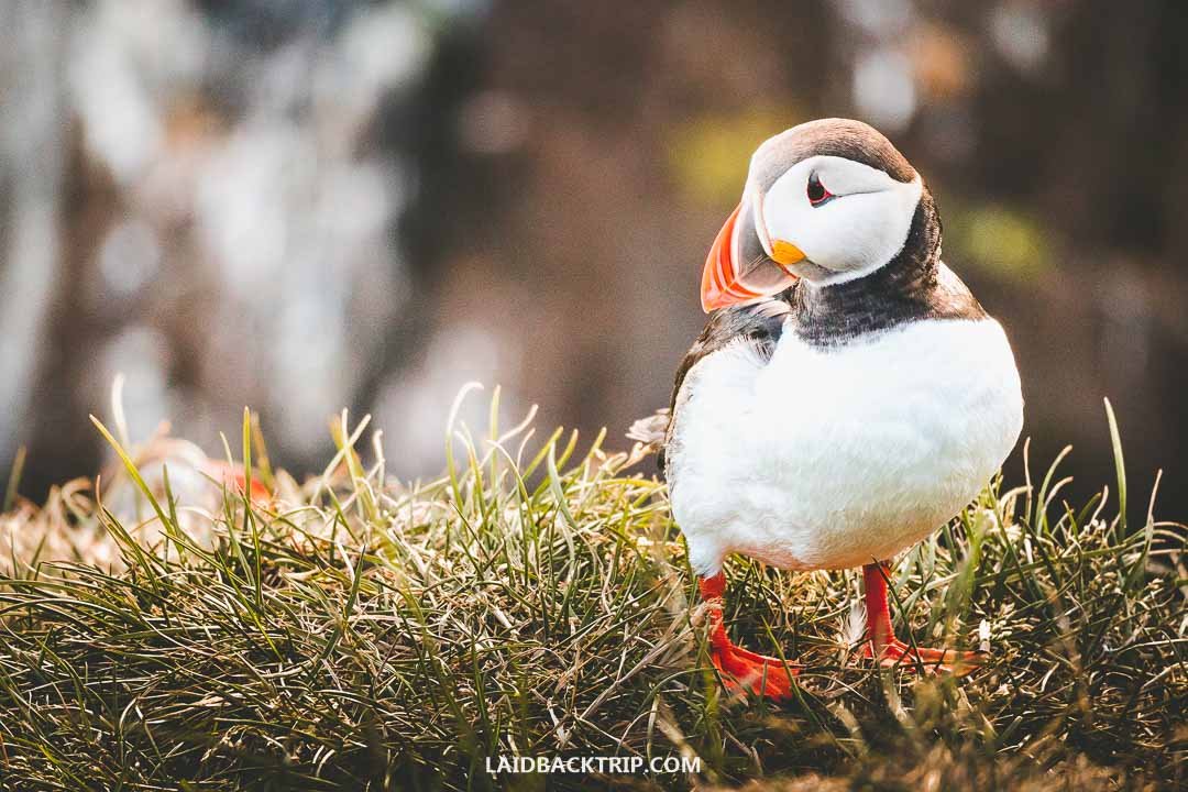 Puffins in Iceland  Borgarfjörður eystri