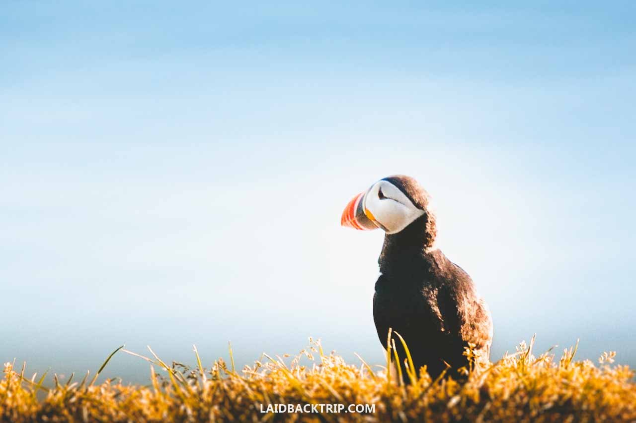 Puffins in Iceland  Borgarfjörður eystri