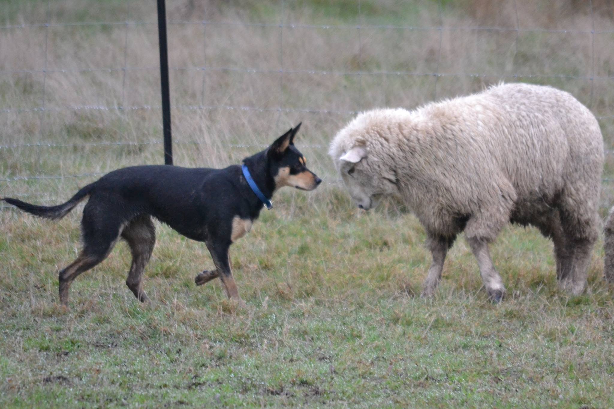kelpie-move.jpg