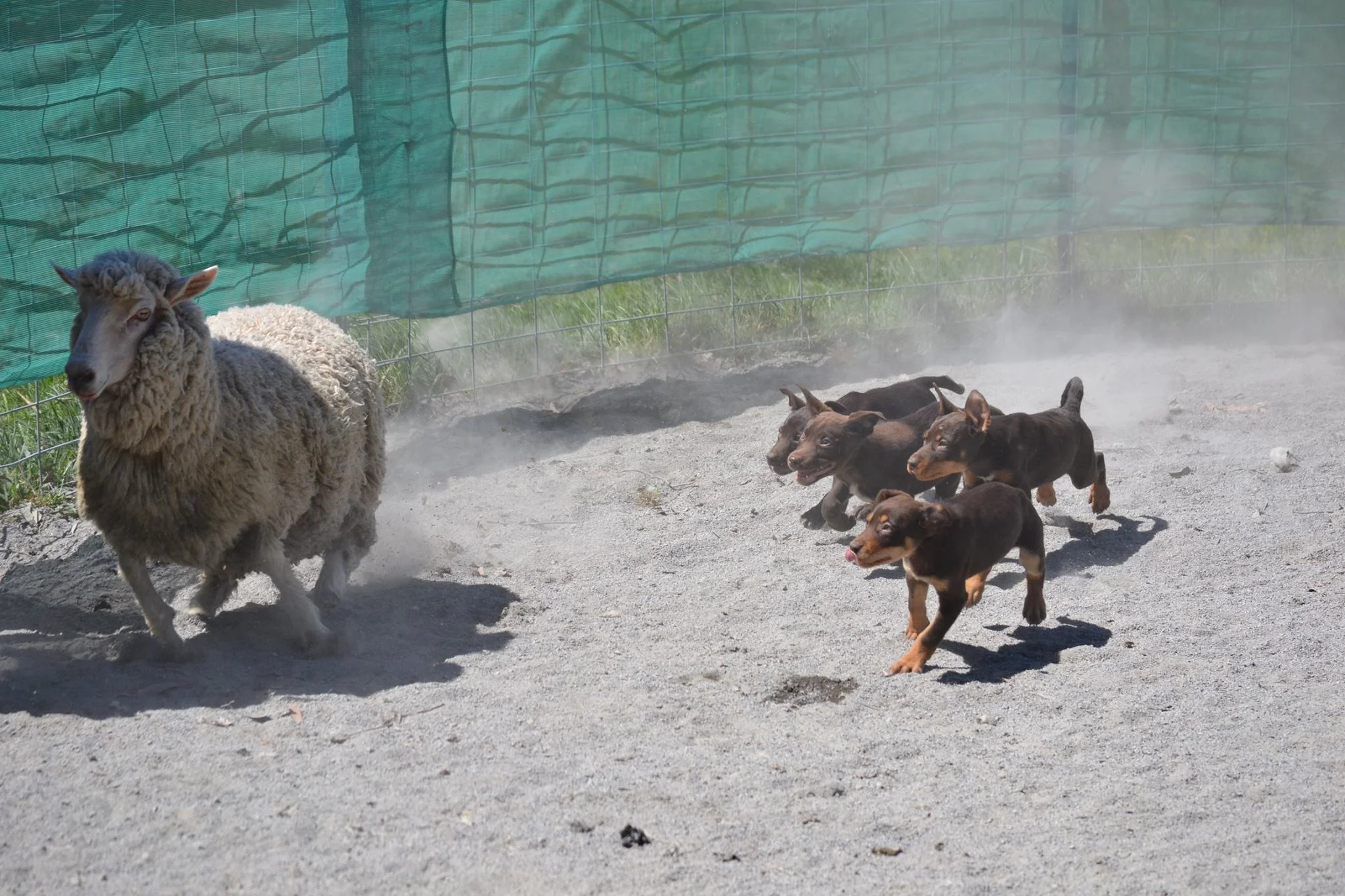 kelpie-pups-working.jpg