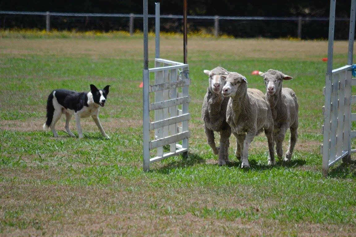 border-collie-and-sheep-2.jpg