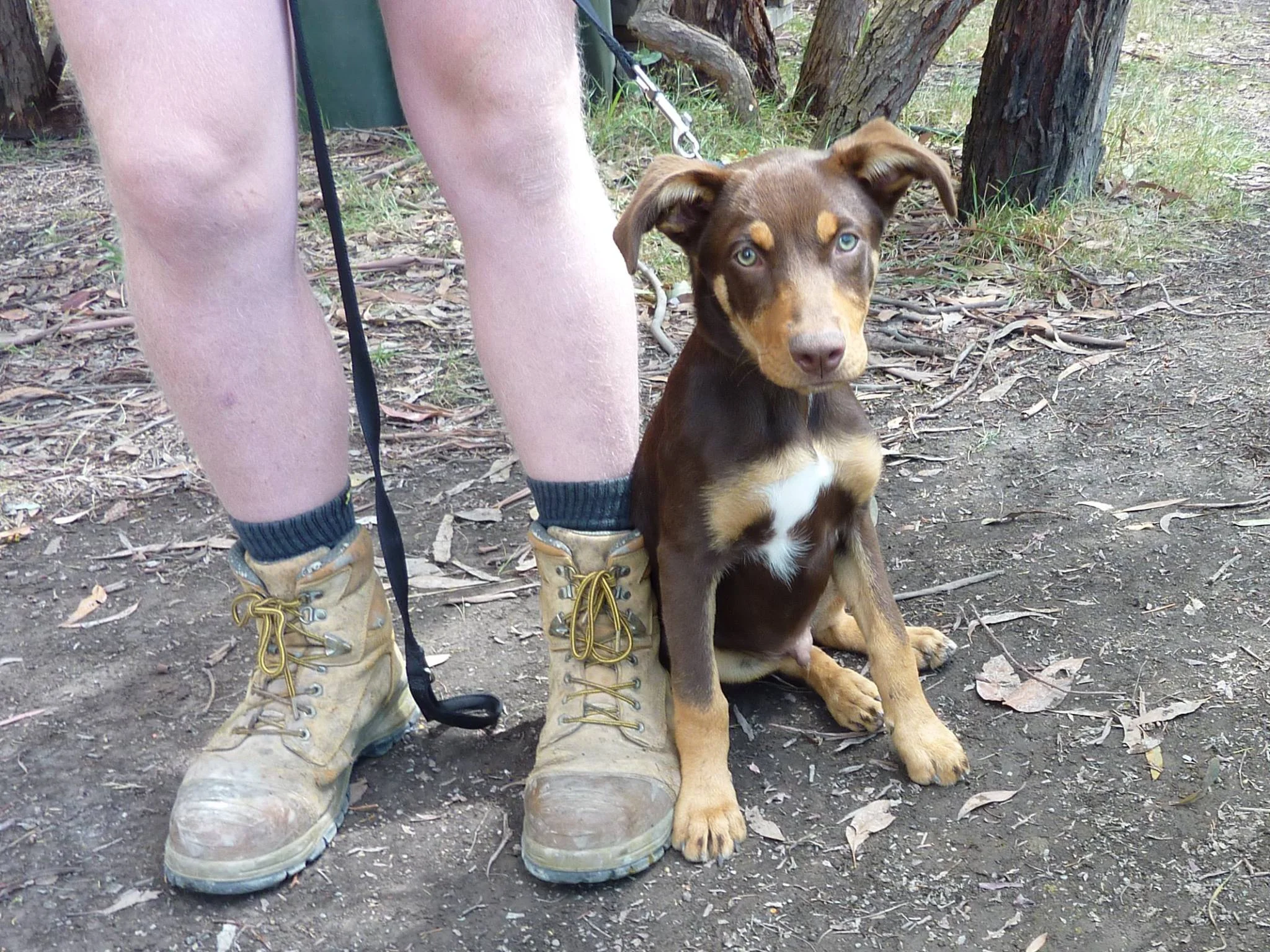 puppy-kelpie.jpg