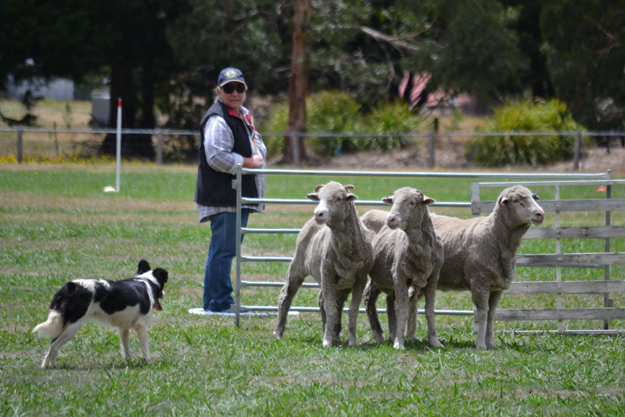 border-collie-and-sheep.jpg