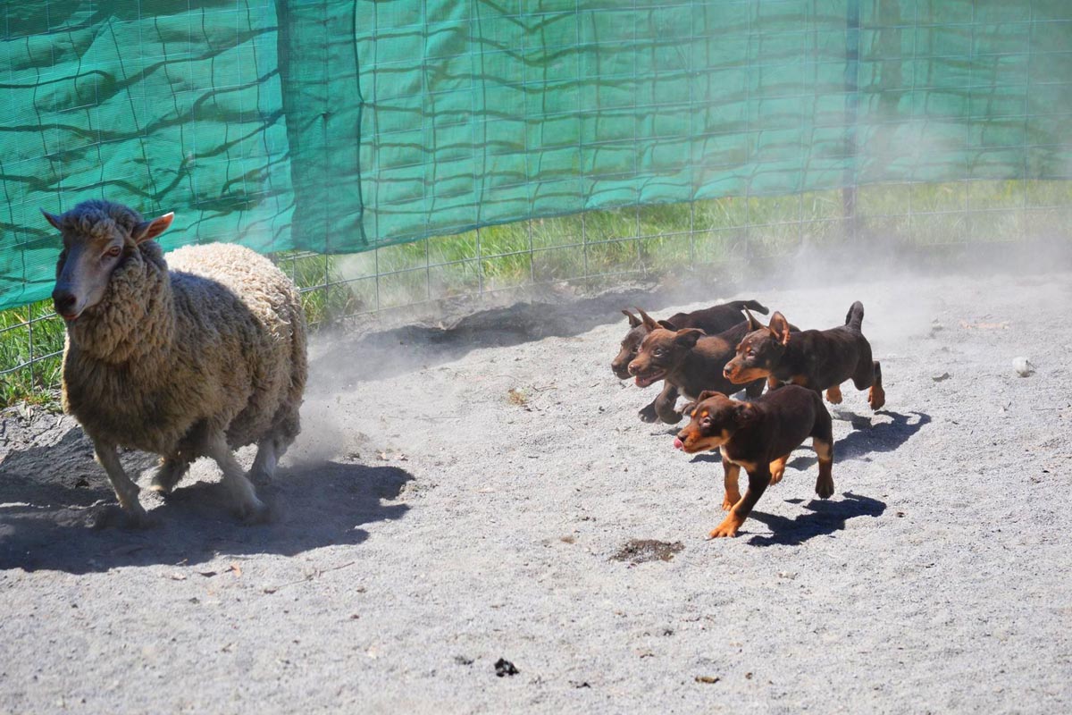 kelpie-pups-working-low-res.jpg