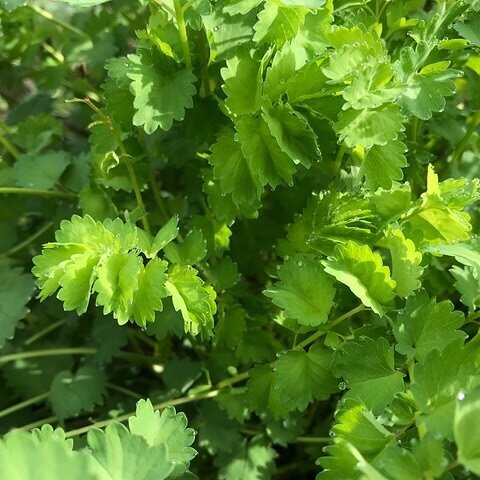 Envie d&rsquo;un gin tonic ? Envie d&rsquo;une touche sauvageonne ?
Voici le &laquo; Sanguisorba tonic &raquo; 100% suisse, gin d&rsquo;Obfelden (ZH) @brennereizumtroepfli , tonic de Zurich @gents_swiss_roots et pimprenelle de mon jardin.
Les feuille